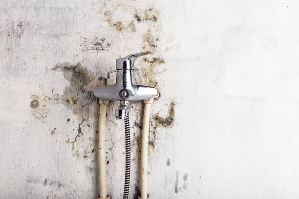  Davis, CA Mold Removal Pros
