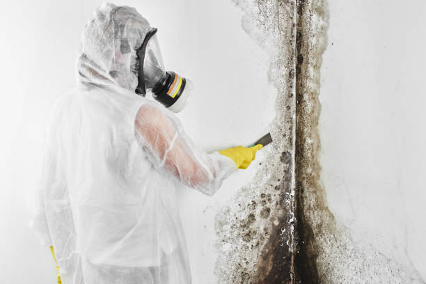 Best Fast Mold Removal  in Davis, CA