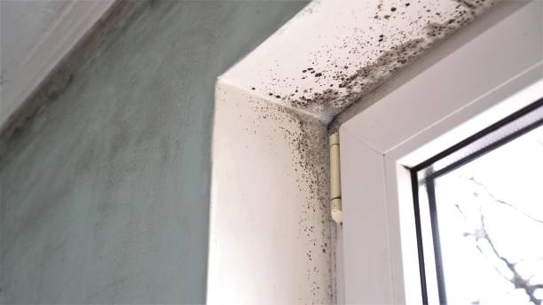 Best Home Mold Removal  in Davis, CA