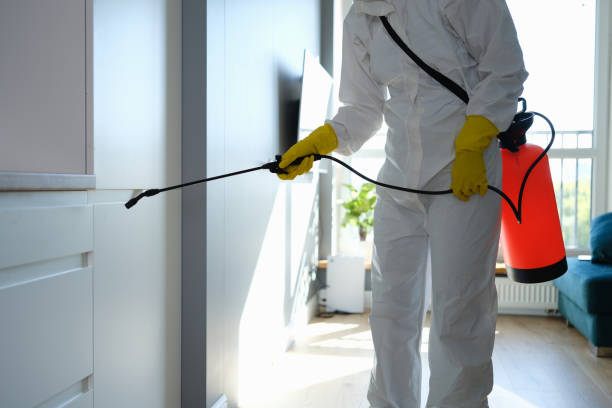 Best Mold Removal Process  in Davis, CA