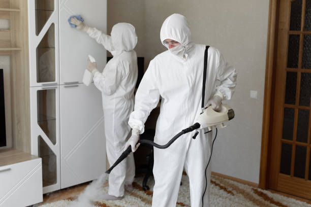 Trusted Davis, CA Mold Removal Experts