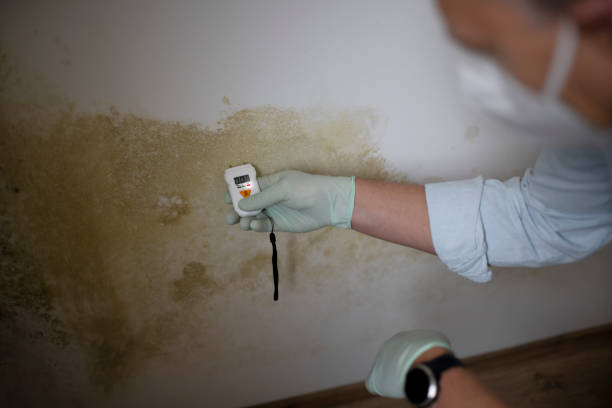 Best Mold Damage Repair  in Davis, CA