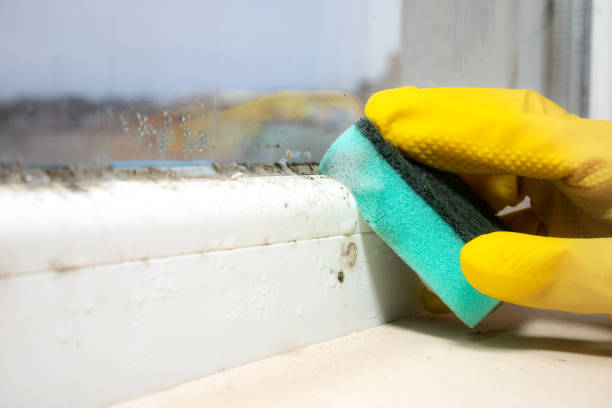 Best Same-Day Mold Removal  in Davis, CA
