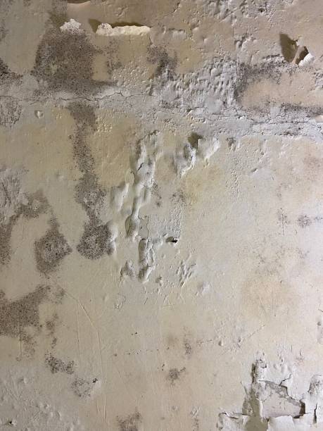 Best Attic Mold Removal  in Davis, CA