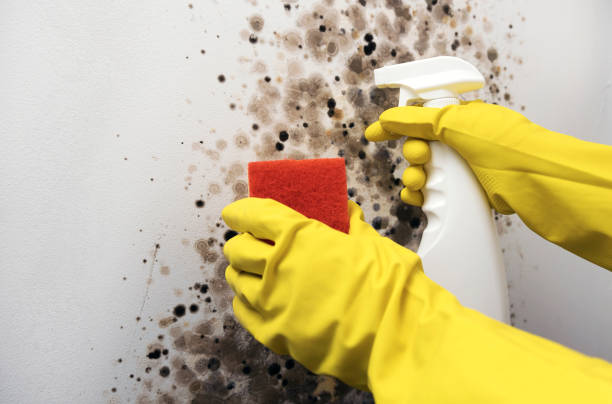 Best Attic Mold Removal  in Davis, CA