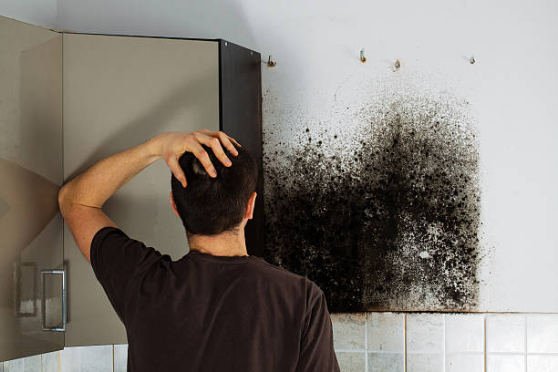 Best Local Mold Removal Service  in Davis, CA