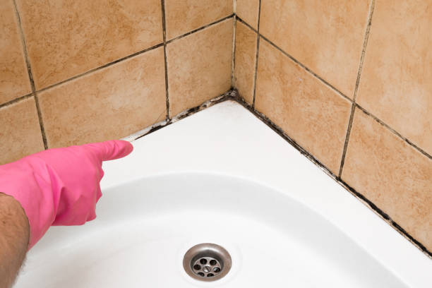 Best Mold Cleaning Services  in Davis, CA