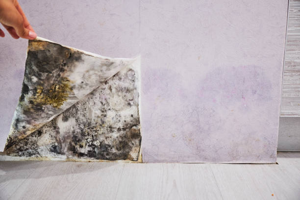 Best Mold Testing  in Davis, CA